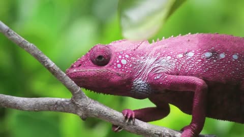 Chameleon changes its colour unbelievable