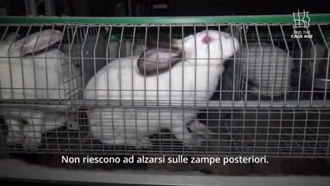 Crudeltà: La sofferenza dei conigli rinchiusi in minuscole gabbie