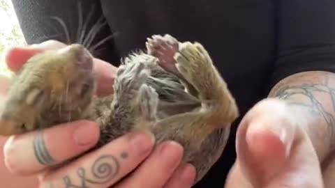 Maggots Laid Thousands of Eggs on This Tiny Squirrel