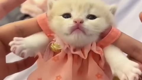 Cute kitten #cat #lovecats #cats #catvideos #kittens #catlover #princesscat #kitten