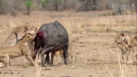 Buffalo 🦬 attack ।lion vs buffalo