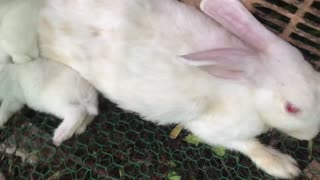 Rabbits baby and mother funny