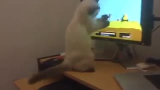 Cat is the best video games player ever!