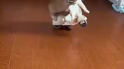 A cat are riding a small bike very funny and cute video 📸📸