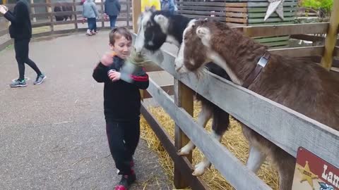 Funny Babies at the zoo. Try no to laugh