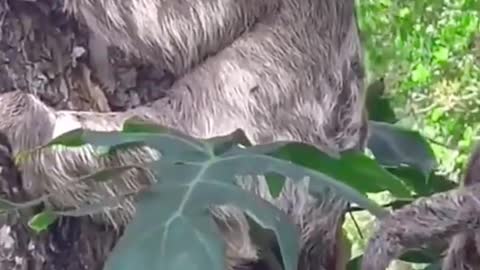 Small sloth rescue ♥️😰