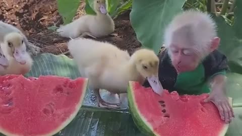 Little monkey sharing a watermelon together with adorable ducklings
