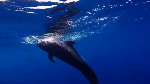 Encounter with a short-finned pilot whale