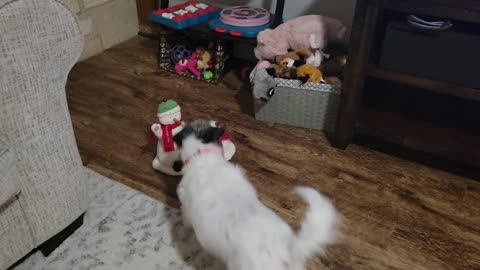 Doggy Curious About Snowman