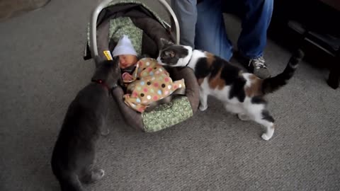 Cats Meeting Babies for the FIRST Time - Compilation