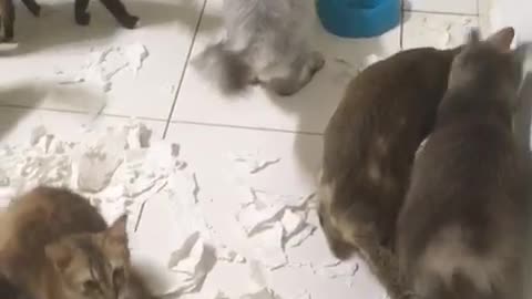 Cats Destroyed Toilet Paper and Didn't Admit It