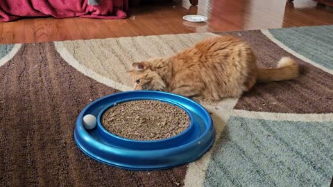 Bubba cat has a new toy #funnycats #catantics #fluffycat fluffyc
