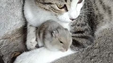 Proof that cats & mice can be best friends| Funny & Cute Animals