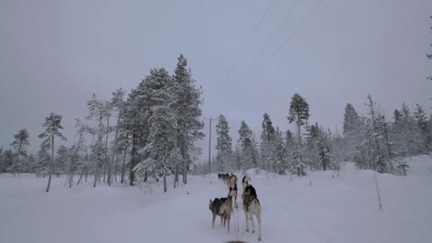 group of husky dogs pulling sledge in winter forest view