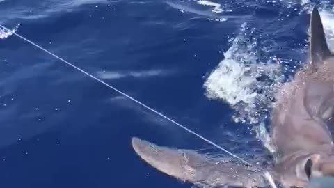 Extreme solo SoFlo Shark Catch and Release