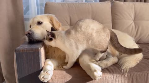 Cute White Kitten Trying to Earn Attention from Golden Retriever Dog!