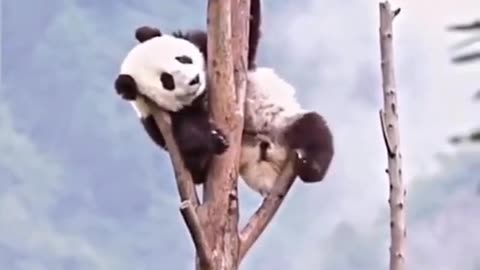 Panda funny video