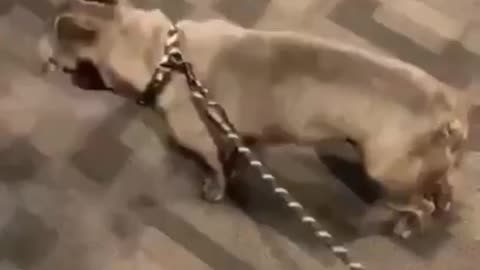 Funny dog 🐕 short video