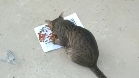 Food 3cats