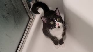 Gizmo Loves The Shower