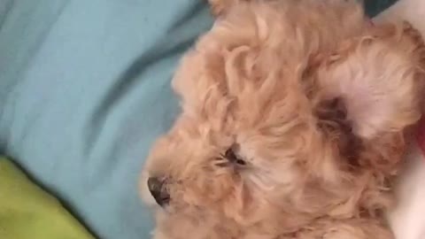 Sleepy Puppy Wakes up and doesn’t know where she is