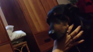 Needy Dog Won't Let Her Owner Stop Petting Her