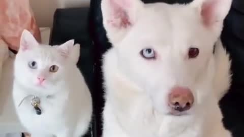 Funny dog and cat