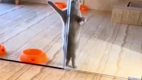 Super Funny Cat | Funny Cute Cat Having Fun | Funny Cute Cat