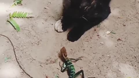 Cat fight with lizard