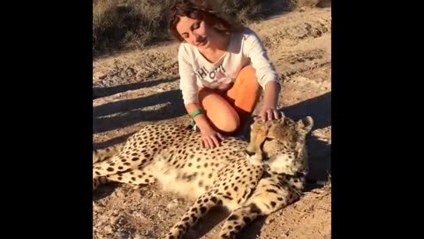 Adorable moment cheetah gets lovingly petted and purrs in South African park