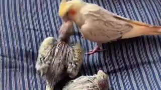Mama cockatiel feeding chicks