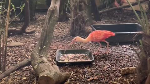 Our absolute stunning scarlet ibis 😍