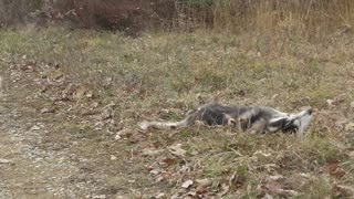 Free-Ranging Sled DOGS