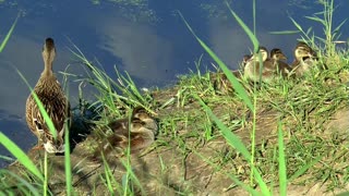 Mother duck with her chicks