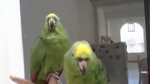 Parrots sing a Hymn
