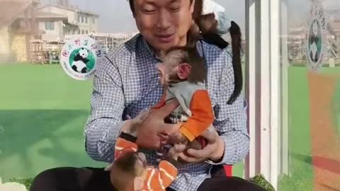 The baby baboon was thrown up by the breeder