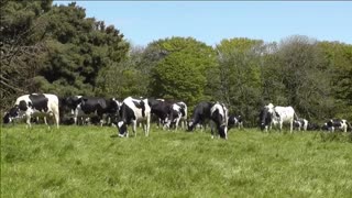 Dog TV - Cows on a farm