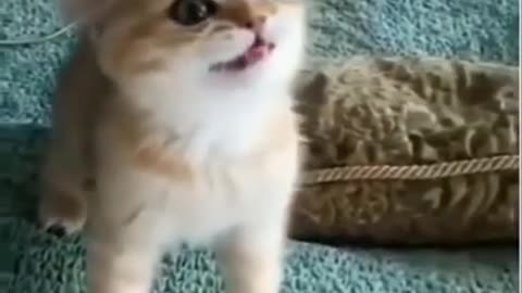 funny dog and cat videos 🐶 😻 try not to laugh 😻