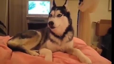 Husky Dog Talking in a Cute and Funny Way "I love you"