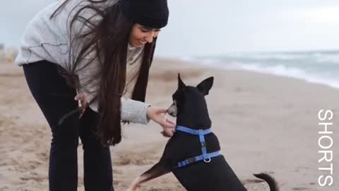 WATCH : This adorable dog follows his mother's directions. #Shorts #Cute_Dog