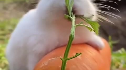 Cute Rabbit eating her favorite carrots.