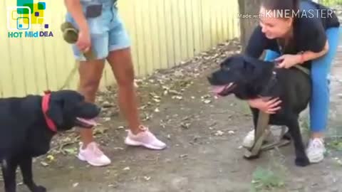 Знакомство лабрадоров. Labradors get acquainte