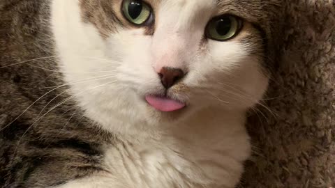 Silly Kitty Does A Blep