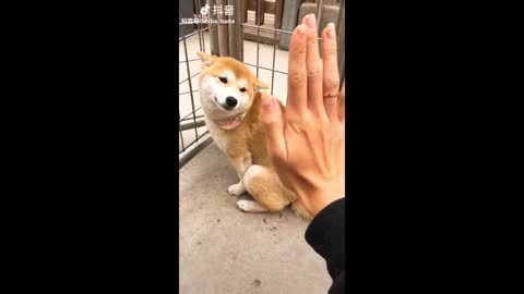 Cute and Dog Videos Compilation