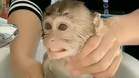 Funniest monkey bathing 😂 - Comedy videos