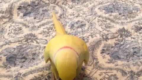 Indian Ringneck Loves Talking with Himself