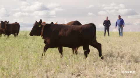 The invisible fenceline | virtual fencing for weed control