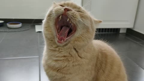 yawning young cat