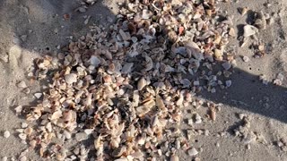 Sand Fleas on the North Naples, Florida beach. A really neat creature.