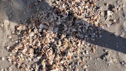 Sand Fleas on the North Naples, Florida beach. A really neat creature.